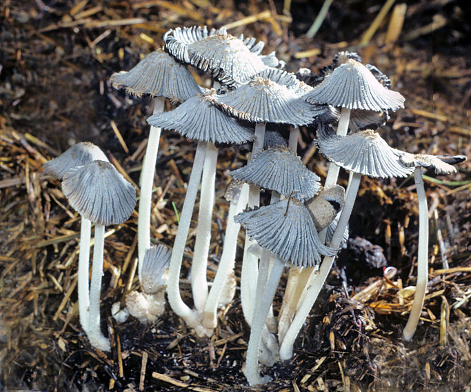 Coprinus macrorhizus